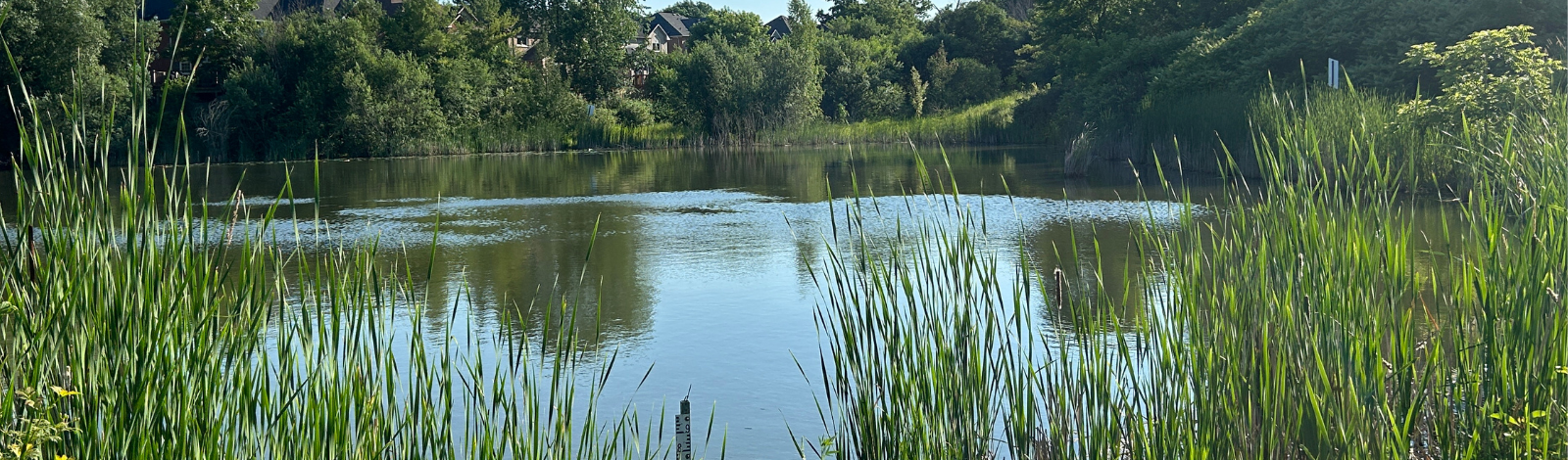 Image of pond and green space