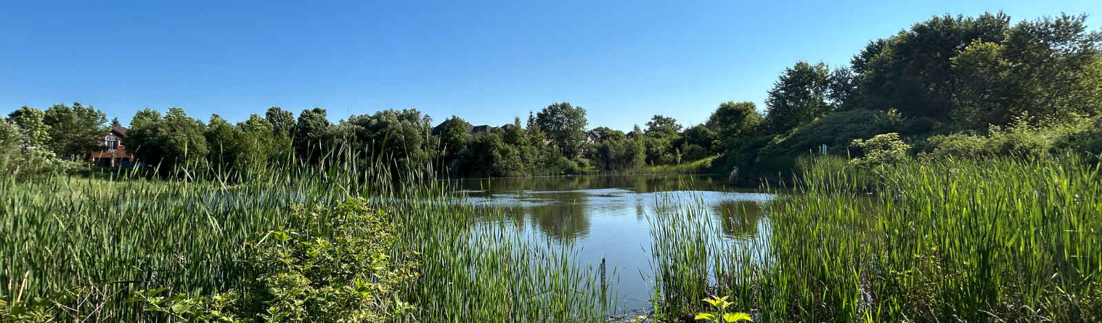 Image of pond at Aurora Community Arboretum