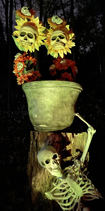 Scary skeleton and skulls on display for Halloween