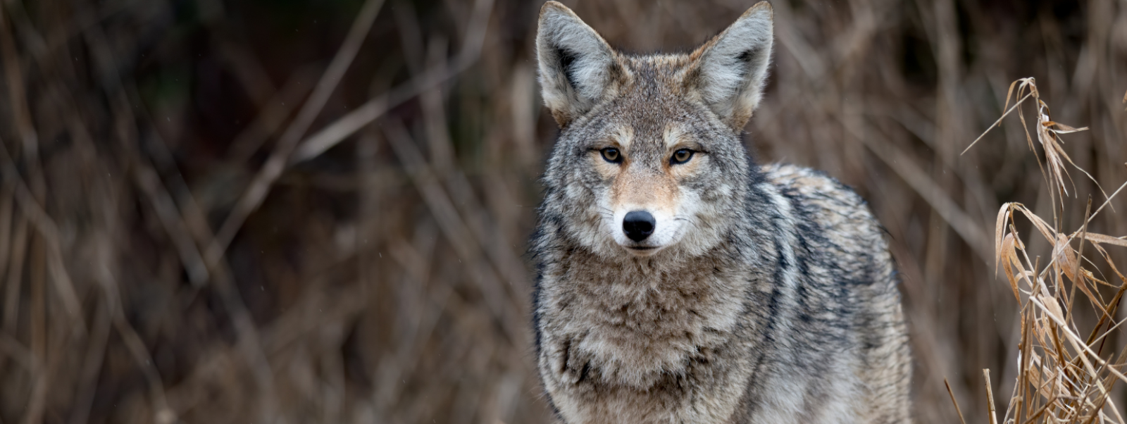 A coyote in a forest looking straight at the camera