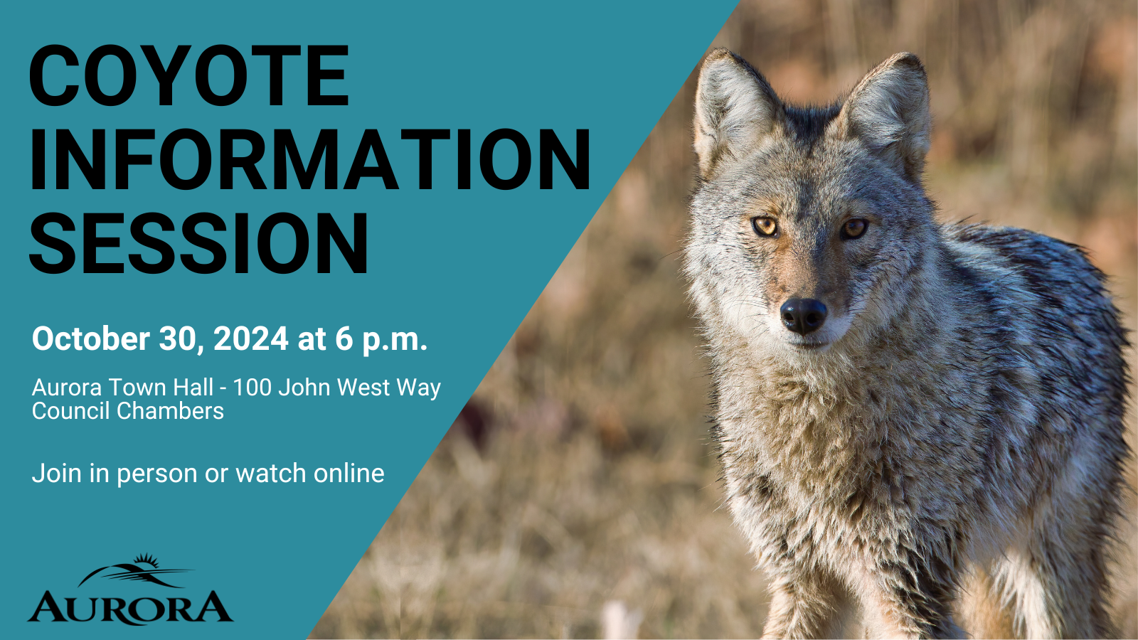 Coyote Information Session, October 30, 2024 - Aurora Town Hall - Join in person or watch online